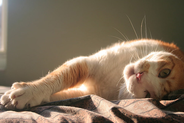 Sunlight Naps