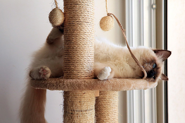 Cat Playtime