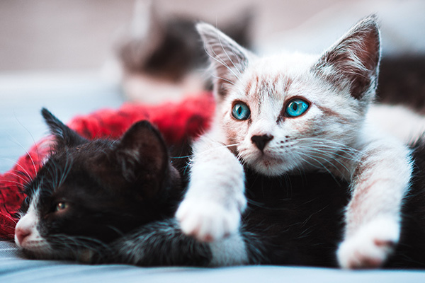 Multiple Cats
