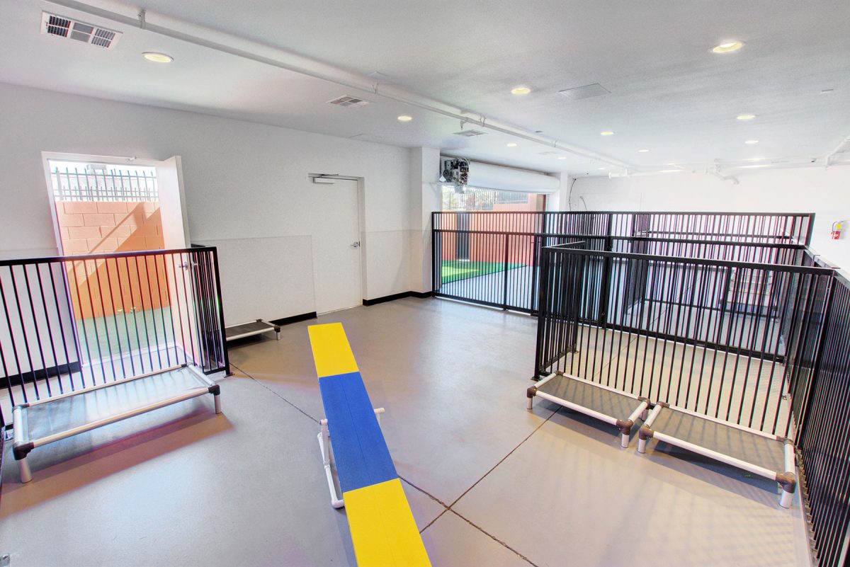 Dog Daycare