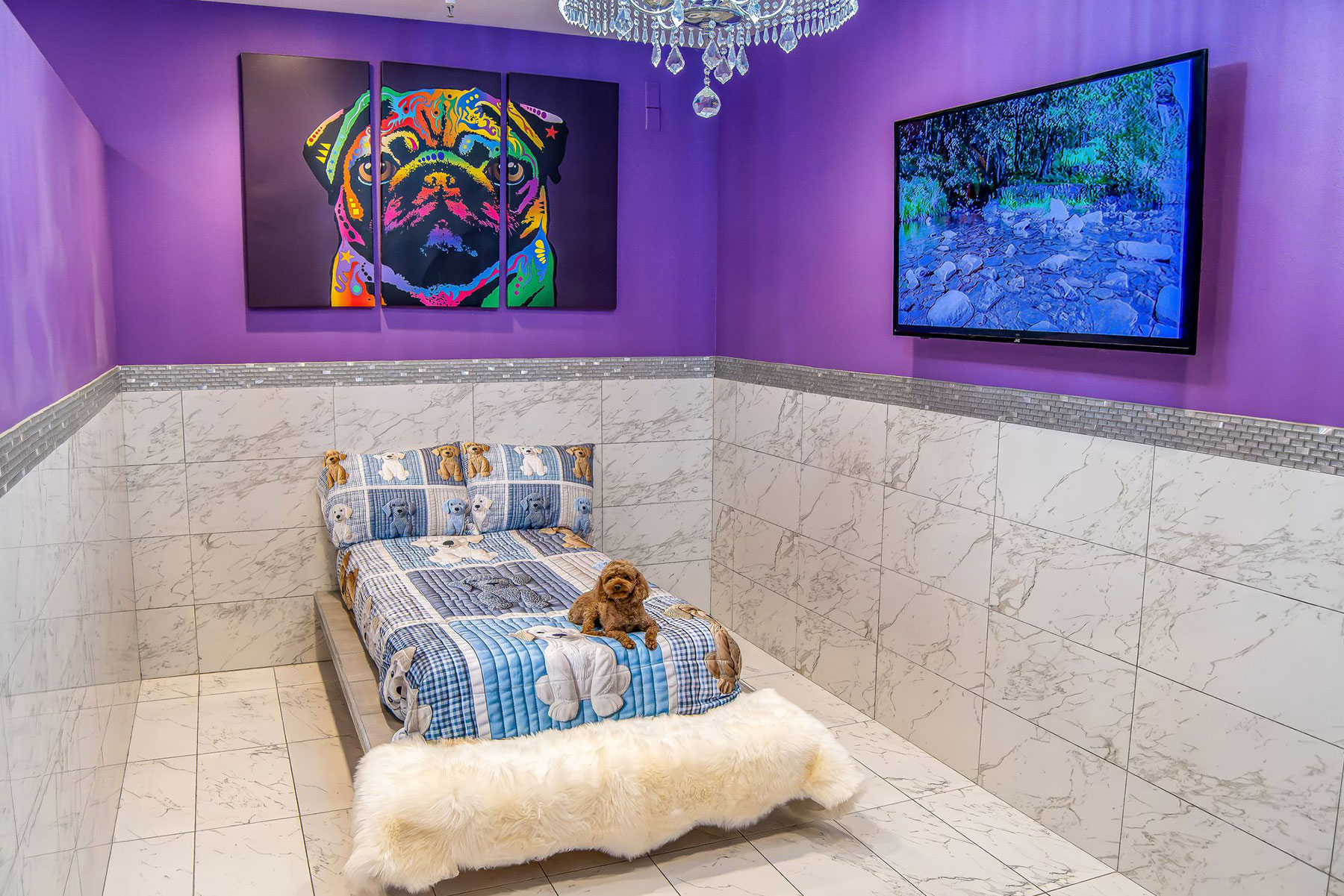 Pawhouse Suite